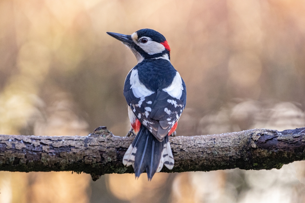 Didysis margasis genys